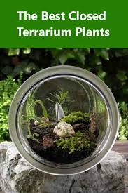 The Best Closed Terrarium Plants In 2020 Closed Terrarium Plants Terrarium Plants Plants