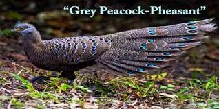 Grey peacock pheasant (polyplectron bicalcaratum) himalayan grey peacock (polyplectron bicalcaratum bakeri) burmese grey peacock (polyplectron bicalcaratum bicalcaratum) ghigi's grey peacock (polyplectron bicalcaratum ghigii) lowe's grey peacock (polyplectron bicalcaratum bailyi) hainan grey peacock (polyplectron bicalcaratum katsumatae. A Beautiful Bird Grey Peacock Pheasant Assignment Point