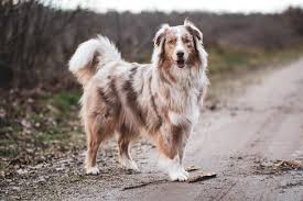 The australian shepherd is an energetic dog breed with a strong desire to work. 7 Fakten Uber Den Australian Shepherd Coya