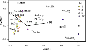 Image result for Bulbostylis schoenoides