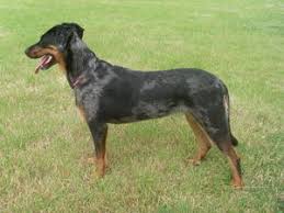 Check spelling or type a new query. Beaucerons Champdogs