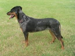 Beauceron, michigan » addison township. Beaucerons Champdogs