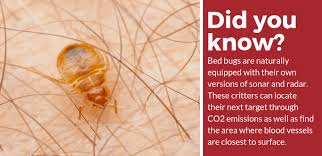 get rid of the bed bugs naturally