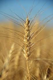 After Living On The Island For A Few Years He Started To Sow Grain And Harvest So That He Could Make Bread After A Few Ye Wheat Months In A Year