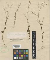 Image result for Canscora kirkii