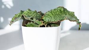 Image result for Kraussia kirkii