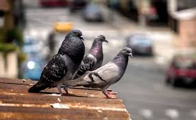 Check spelling or type a new query. Comment Faire Fuir Les Pigeons De Son Toit Ou Balcon
