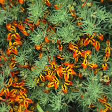 Image result for Lotus berthelotii