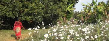 Heal aligns with the third pillar of adb's country partnership strategy, 2018 2023 for the philippines, i.e., investing in people through human. Integrating Physical And Mental Health In Tanzania Village Wellness Programs Global Volunteers