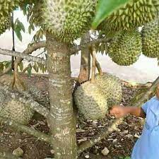 Luasan kavling cluster durian musang king memiliki luas kavling yang beragam mulai dari luas 150 hingga 220 m2 tentunya dengan kelebihan dan. Laris Bibit Tanaman Buah Durian Musang King Kaki 3 Kualitas Super A1 Shopee Indonesia