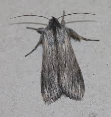 Image result for Cucullia umbratica