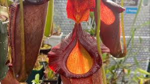 Image result for Nesaea spathulata