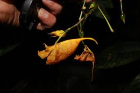 Image result for Impatiens psychadelphoides