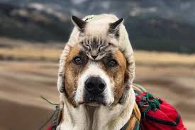 narodnye sredstva ot bloh u koshek i sobak