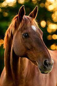 horses archives horses beautiful horses pretty horses