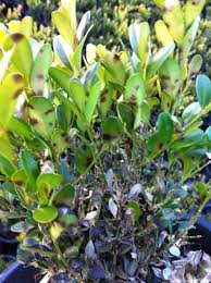 Image result for Toddalia crenulata