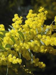 Image result for Acacia davyi