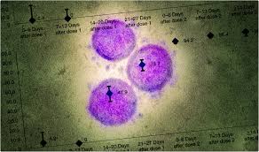 There are a couple reasons why the alpha variant could be more dangerous. Moderna Sars Cov 2 Vaccine Highly Effective Against Alpha And Beta Variants