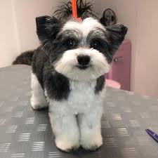 Hundefriseur Tierliebeland