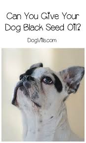 Can You Give A Dog Black Seed Oil Dogvills