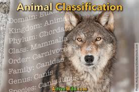 Animal Classification For Kids And Students How We Make