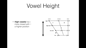 how to use a vowel quadrilateral ipa vowel chart with examples