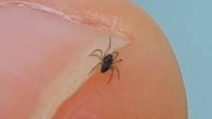 Image result for pokoutnik st job 