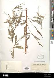 Image result for Launaea cornuta