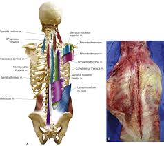 Anatomy is the amazing science. Surgical Anatomy And Posterior Approach To The Thoracic And Thoracolumbar Spine Neupsy Key