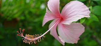 Hibiscus National Flower Of Haiti Hibiscus Flower Meaning Hibiscus Hibiscus Plant
