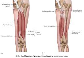 Want to learn more about it? Hamstring Group Learn Muscles