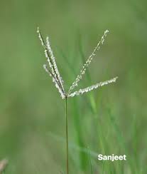 Image result for Cynodon dactylon