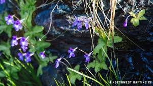 Portland, oregon is a gardener and outdoor enthusiast's paradise. Plants And Wildflowers Of The Illinois River Northwest Rafting Company