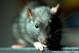 Hinausklettern von ratten aus dem klo. Anleitung Zur Rattenbekampfung In Haus Und Garten Gartendialog De