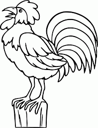 Mewarnai gambar ayam jago rosmaita binatang dapat dicetak hewan. Contoh Gambar Cara Mewarnai Ayam Jantan Kataucap