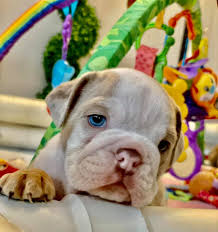 Rare color english bulldog blue tri triple carrier from chiang mai. Blue Tri Choco Tri Lilac Tri And Merle English Bulldogs Home Facebook