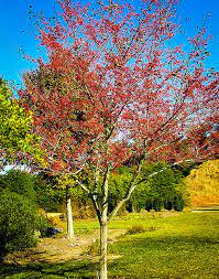 Buy washington hawthorn trees (crataegus phaenopyrum) with delivery right to your door. Washington Hawthorn Trees For Sale Online The Tree Center