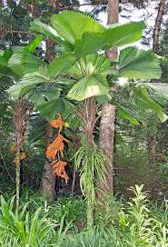 Image result for Licuala grandis