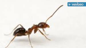 You won't notice the bite until you see it, and it's not painful at first. Ants In Las Vegas Nv Youtube