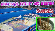 Hasil carian imej untuk TIPS SUKSES PEMBIBITAN BELUT DILAHAN SEMPIT