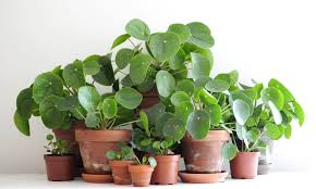 This tropical plant with a braided trunk is commonly called the. Pilea Peperomioides Part 1 Taking Care Of A Pilea Nininoes Chinese Money Plant Money Plant Indoor Money Plant
