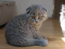20 Most Popular Long Haired Cat Breeds Samoreals Cat Scottish Fold Munchkin Cat Scottish Fold Munchkin Cat