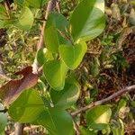 Image result for Carissa spinarum