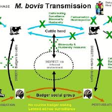 High rates of infection have been found in badgers, and the consensus of scientific opinion is that badgers. Bovine Tb Transmission Routes And Available Control Measures Note The Download Scientific Diagram