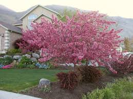 Planting resistant varieties is one of the best ways to reduce many of these disease problems. Prairie Fire Crabapple 20 X 20 Very Disease Resistant Dark Red Fruit In Fall And Winter Flowering Crabapple Ornamental Trees Landscape Trees