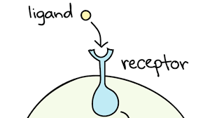 In coordination chemistry, a ligand is an ion or molecule (functional group) that binds to a central metal atom to form a coordination complex. Ligands Receptors Article Khan Academy