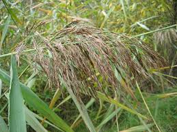 Image result for Loudetia phragmitoides