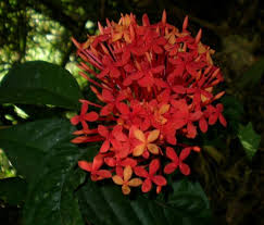 Image result for Ixora longipedunculata