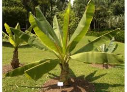 Image result for Ensete gilletii