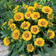 Orange and yellow reflects mark rothko's mature style, in which two or three rectangles are set within a background that surrounds them all, but divides them gently from one another. Gaillardia Arizona Apricot Arizona Apricot Blanket Flower High Country Gardens